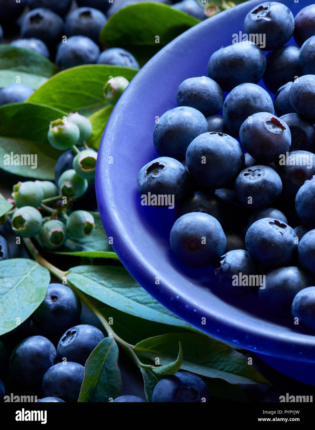Blueberries in a purple bowl with green blueberry bush foliage and
