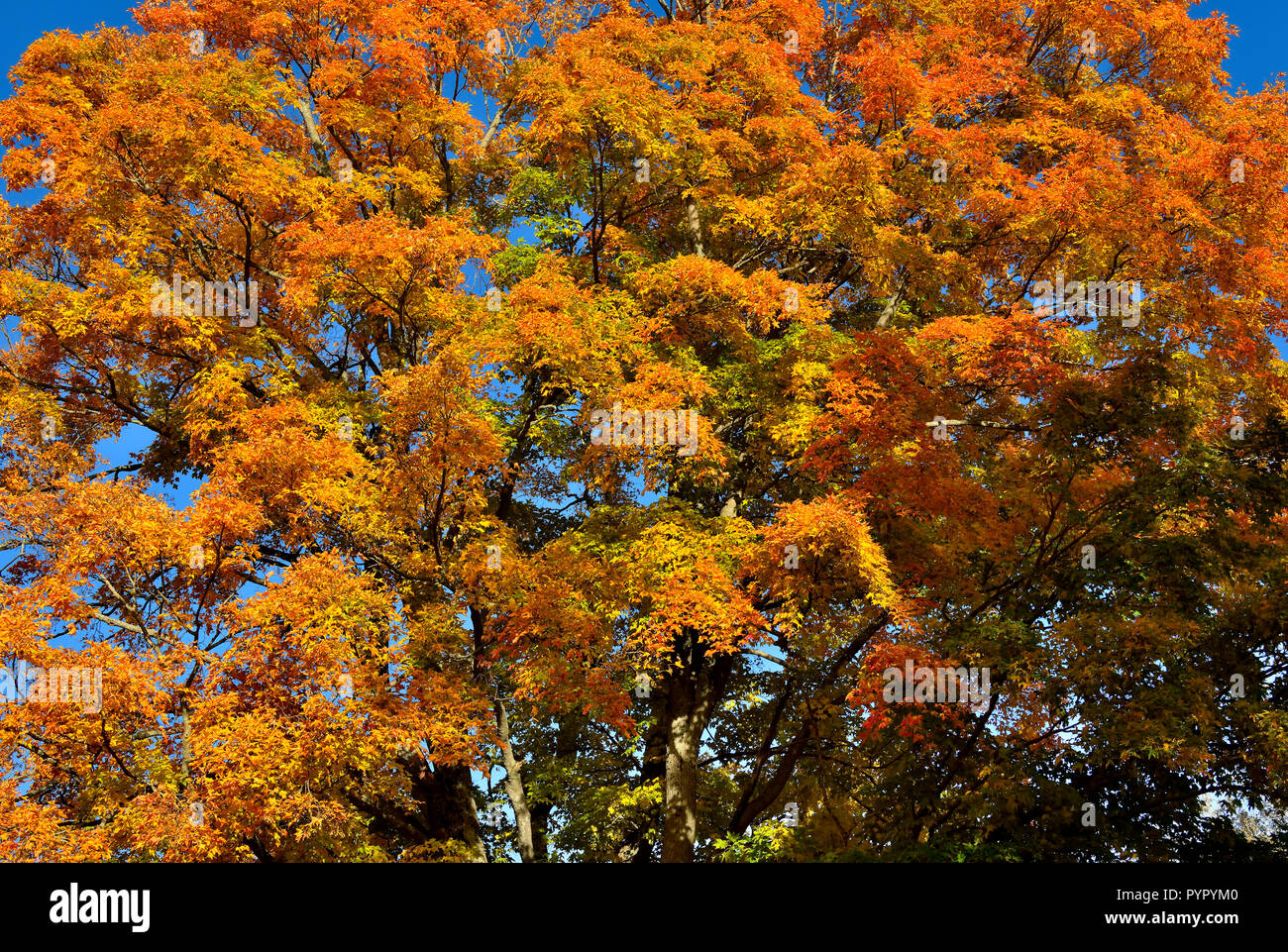 A horizontal image of the top of a large maple tree with its leaves ...