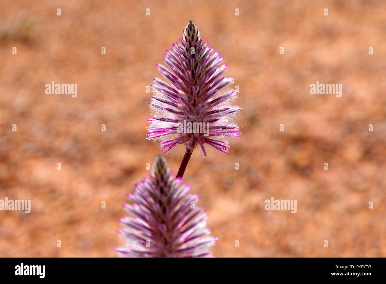 Pink Mulla Mulla (Ptilotus exaltus Nees), Murchison, Western Australia Stock Photo