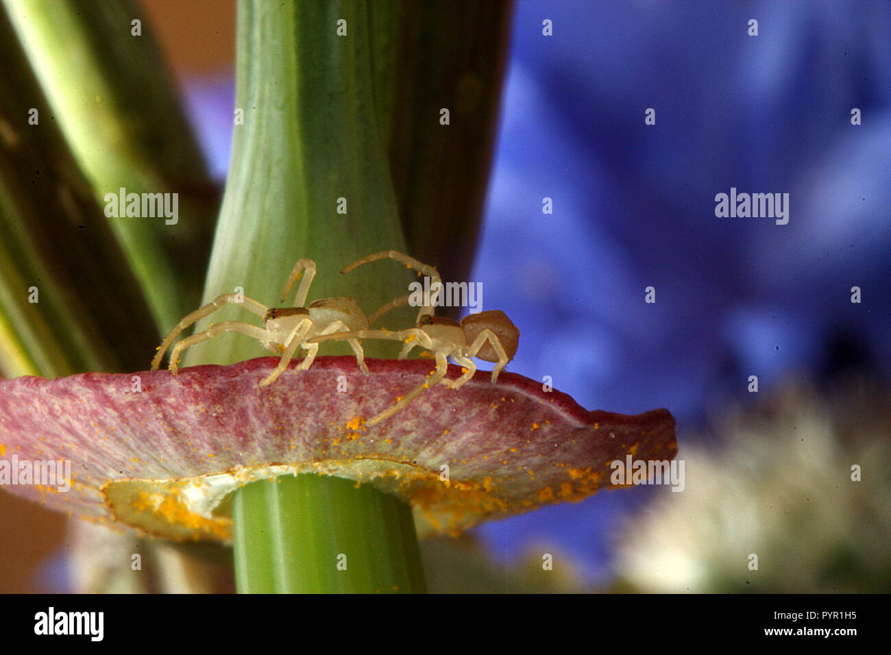 Spider pair Stock Photo