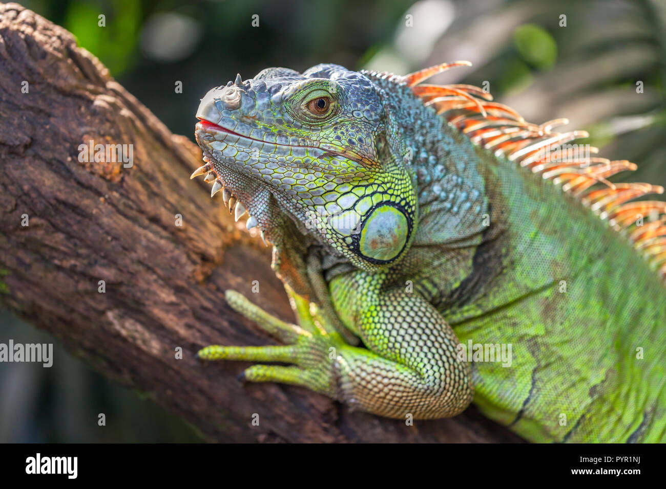 A green big iguana is lying on a tree branch in a tropical forest and ...