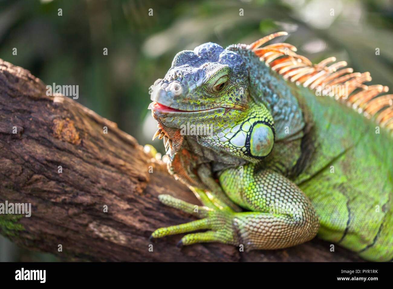 A green smiling big iguana is lying on a tree branch in a tropical ...