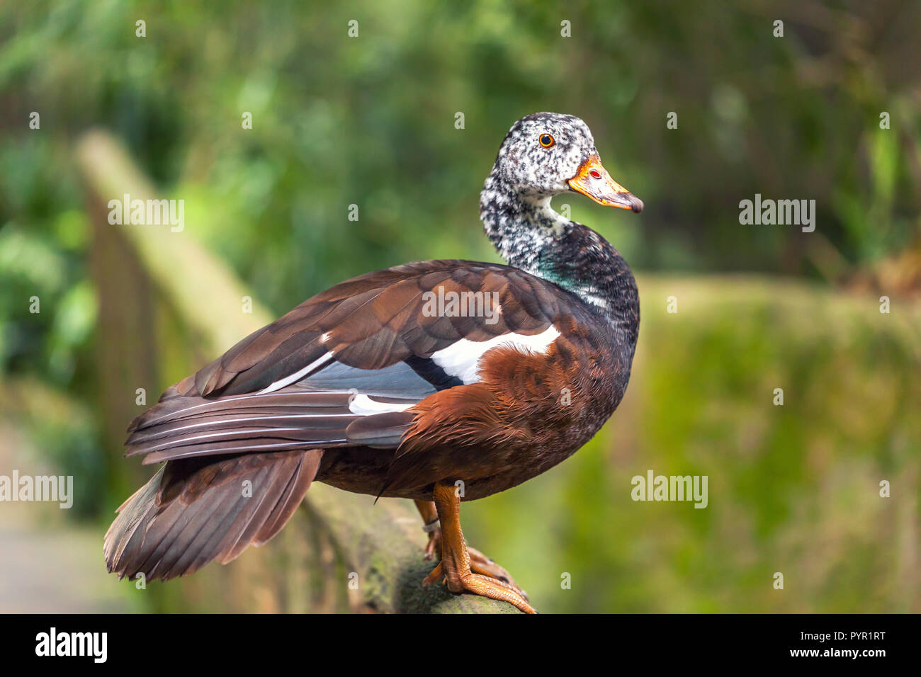 The whistling ducks or tree ducks brown color with white head with black speck standing on a