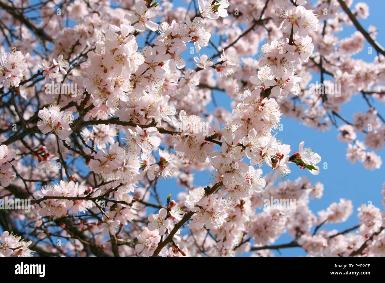 Bed of cherry blossoms hi-res stock photography and images - Alamy