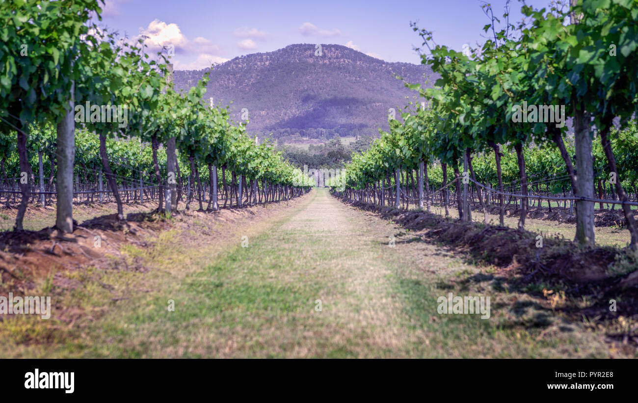 Grape Vines in spring Stock Photo