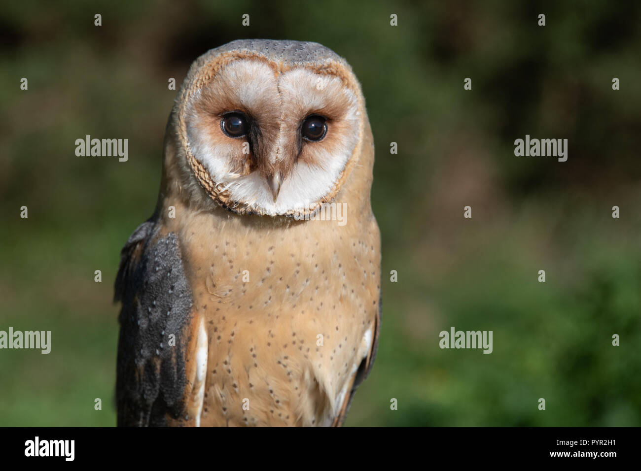 A very close half length portrait of a melanistic barn owl. The bird of prey is facing forward with its eyes wide open Stock Photo