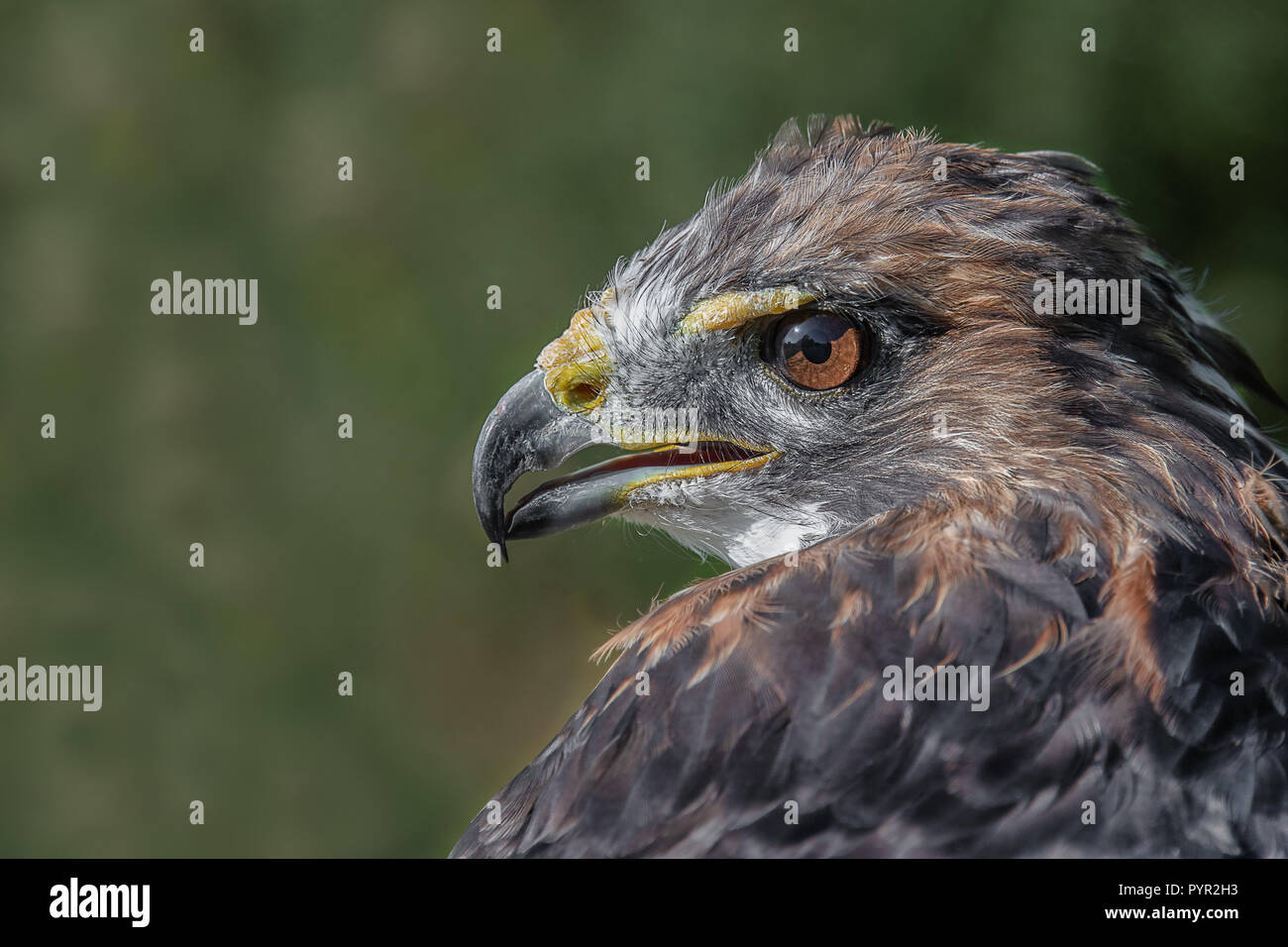 Ip Chicken Hawk