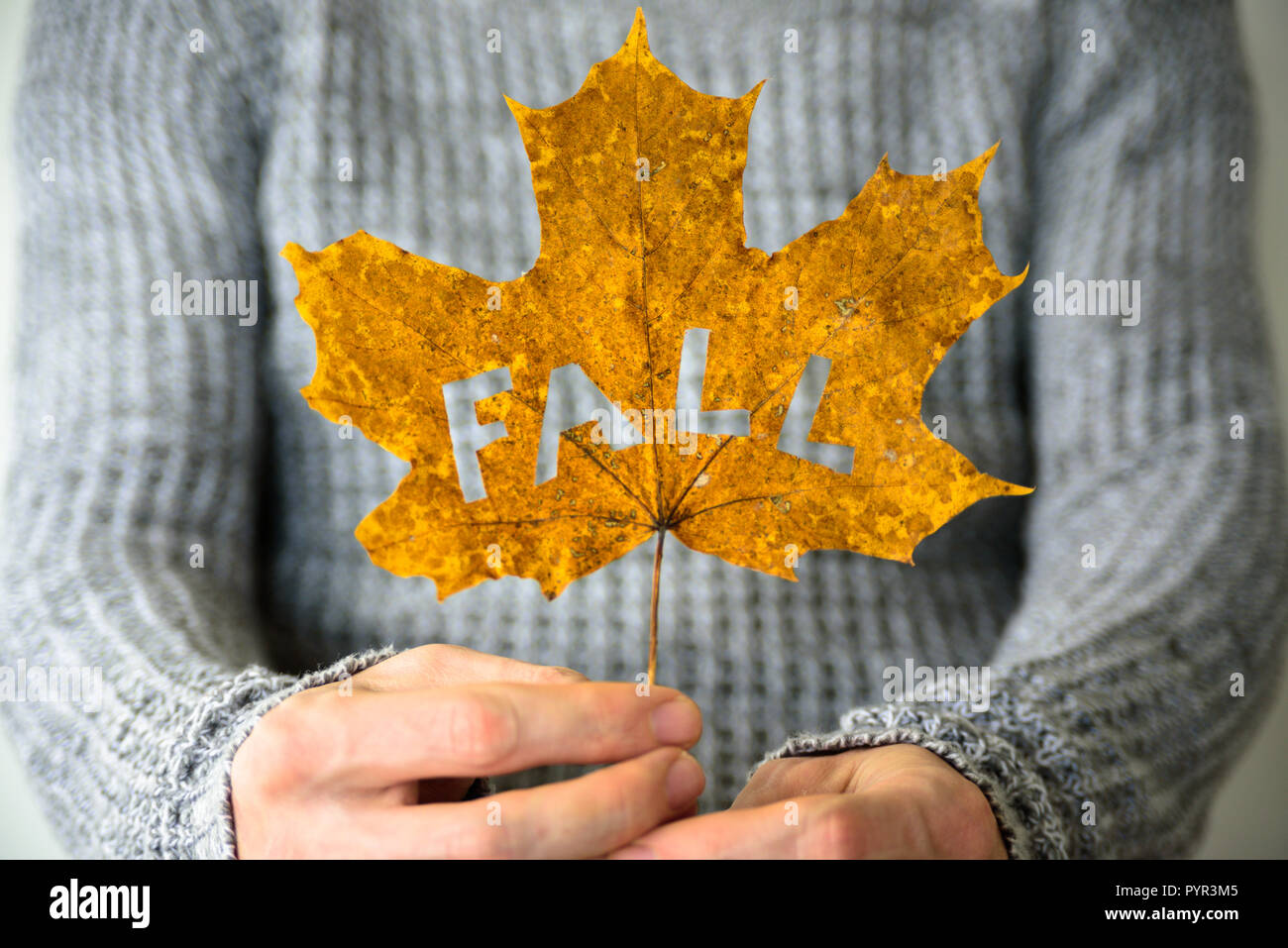Man hands holding maple leaf with cutted out word FALL. Warm knitted sweater on background Stock Photo