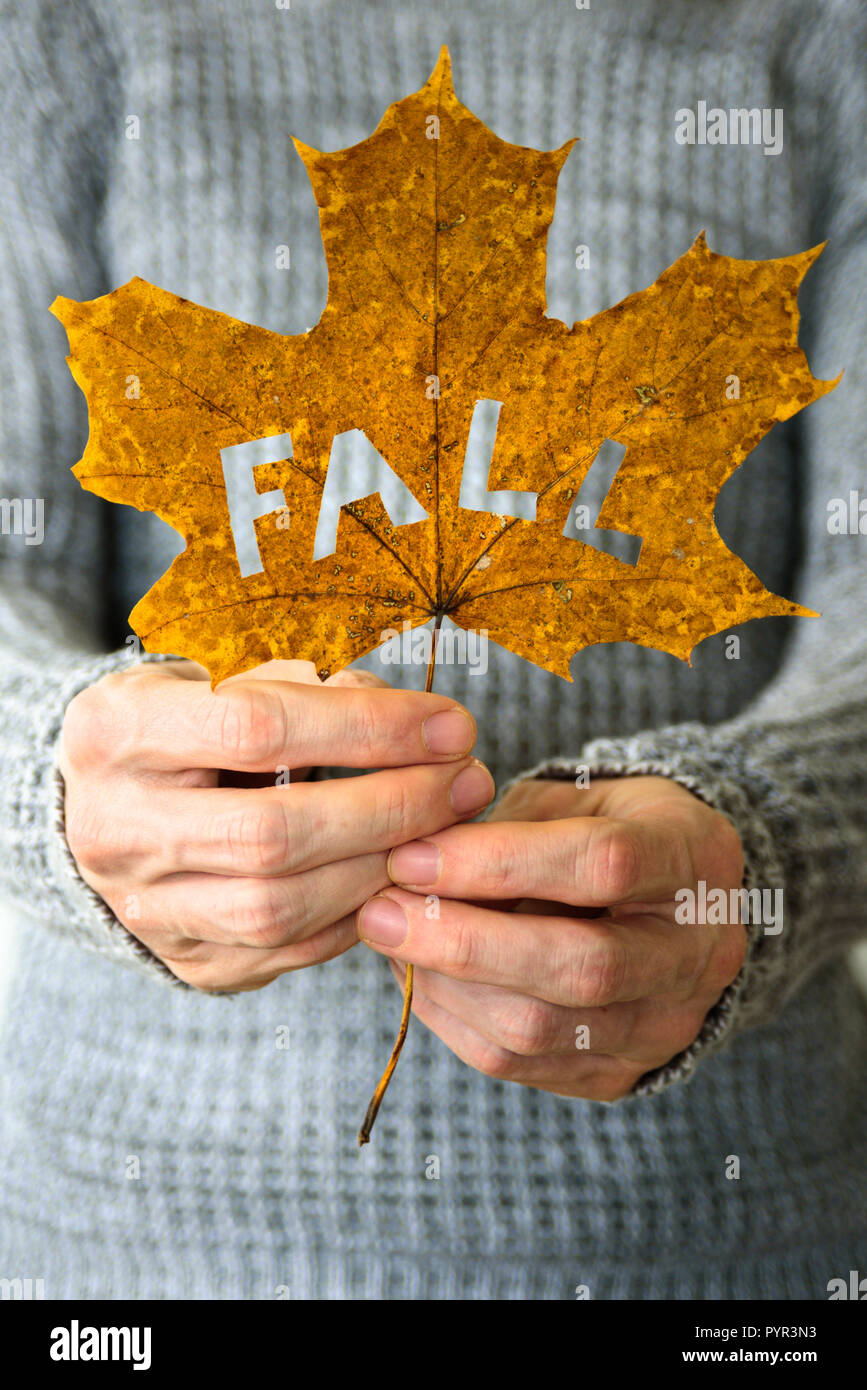 Man hands holding maple leaf with cutted out word FALL. Warm knitted sweater on background Stock Photo