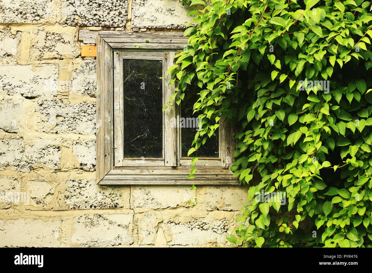 Old wooden window framed by green leaves of a climbing plant Stock Photo