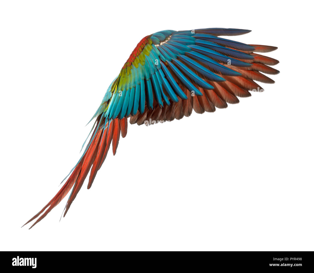 Green-winged Macaw, Ara chloropterus, 1 year old, flying in front of white background Stock Photo