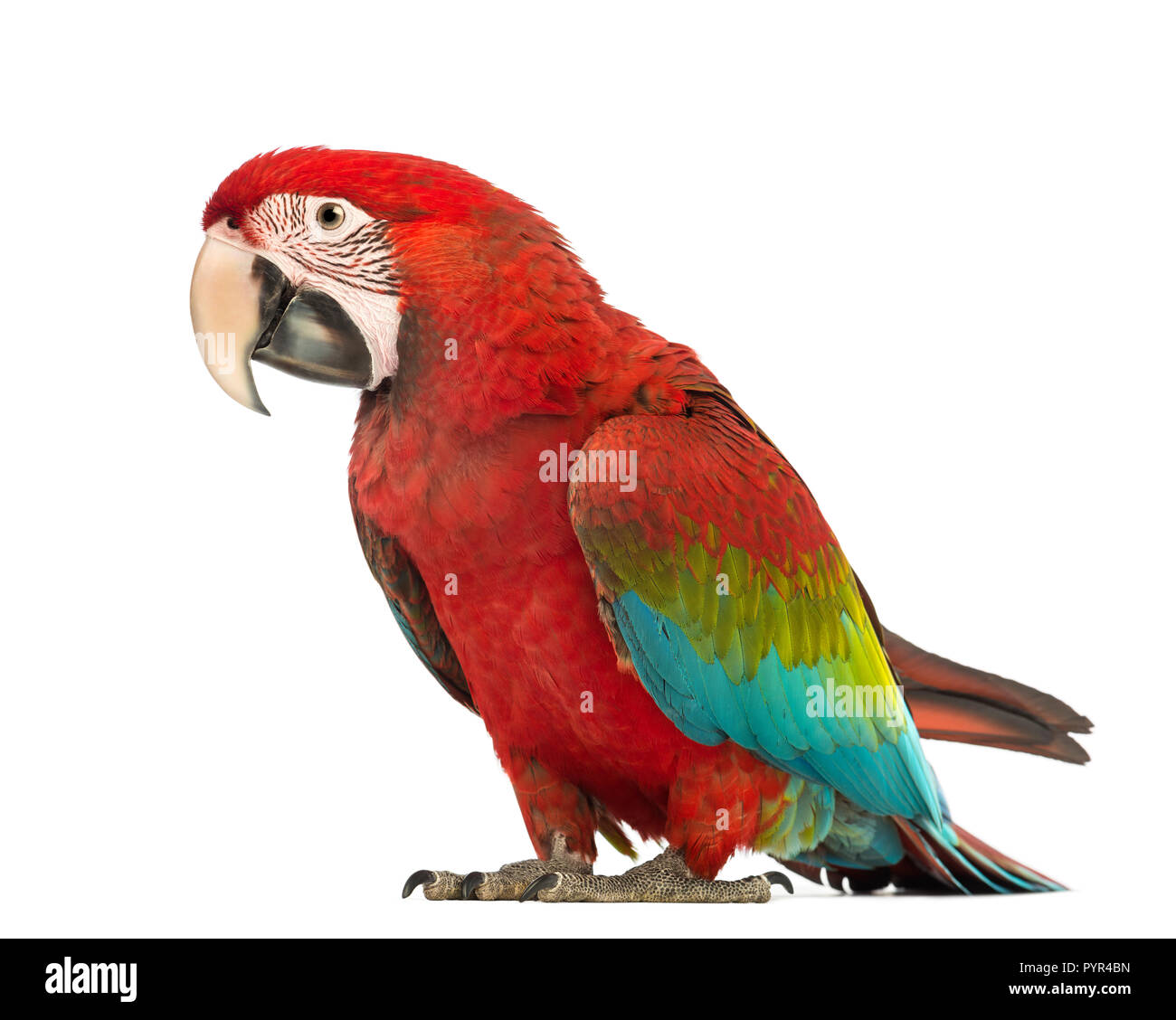 Green-winged Macaw, Ara chloropterus, 1 year old, in front of white background Stock Photo