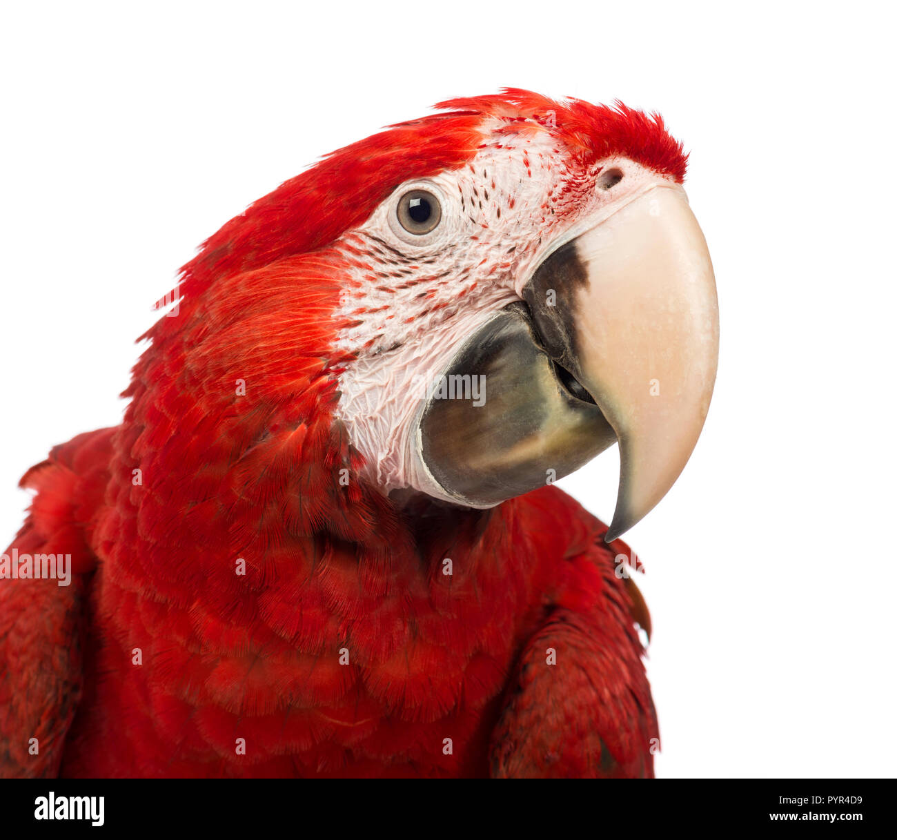 Close-up of a Green-winged Macaw, Ara chloropterus, 1 year old, in front of white background Stock Photo