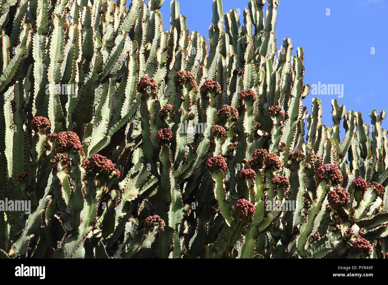 Candelabra tree - Euphorbia candelabrum succulent plant in Jardin Canario botanical garden of Gran Canaria, Spain. Stock Photo