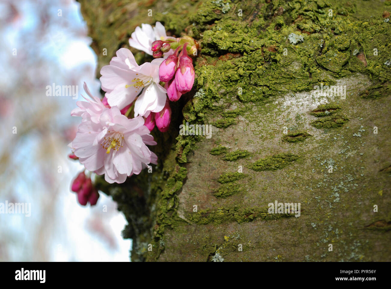Pink cherry flowers bloom on the trunk of an old tree. Spring time in Netherlands. Stock Photo