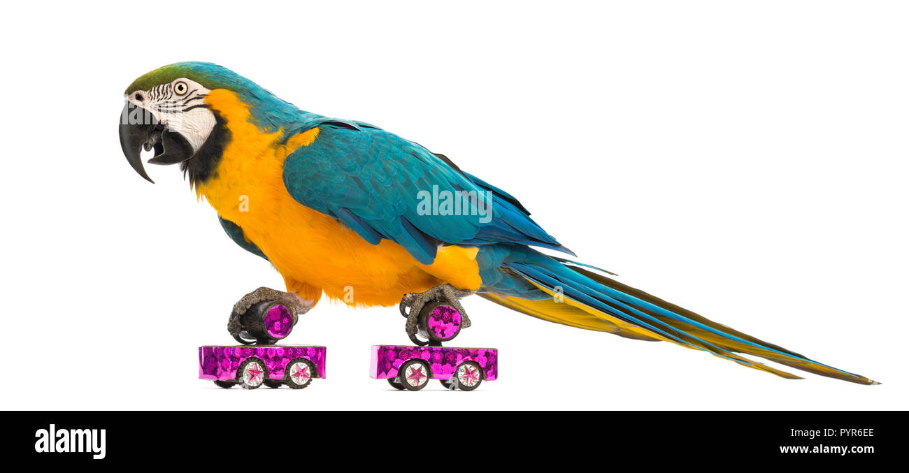 Blue-and-yellow Macaw, Ara ararauna, 30 years old, roller skating in front of white background Stock Photo