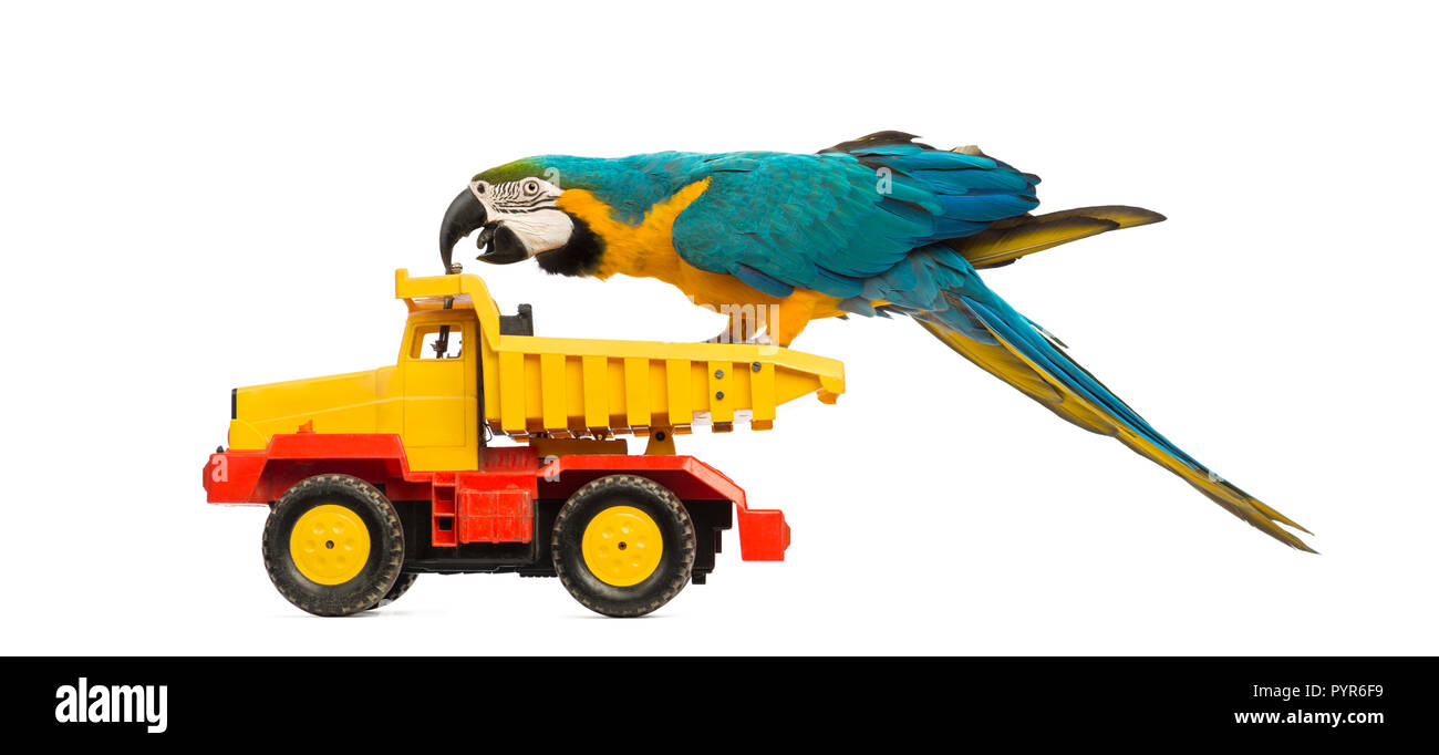 Blue-and-yellow Macaw, Ara ararauna, 30 years old, riding a truck, lorry in front of white background Stock Photo