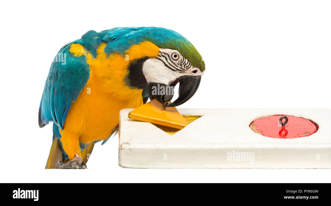 Blue-and-yellow Macaw, Ara ararauna, 30 years old, playing with a puzzle in front of white background Stock Photo