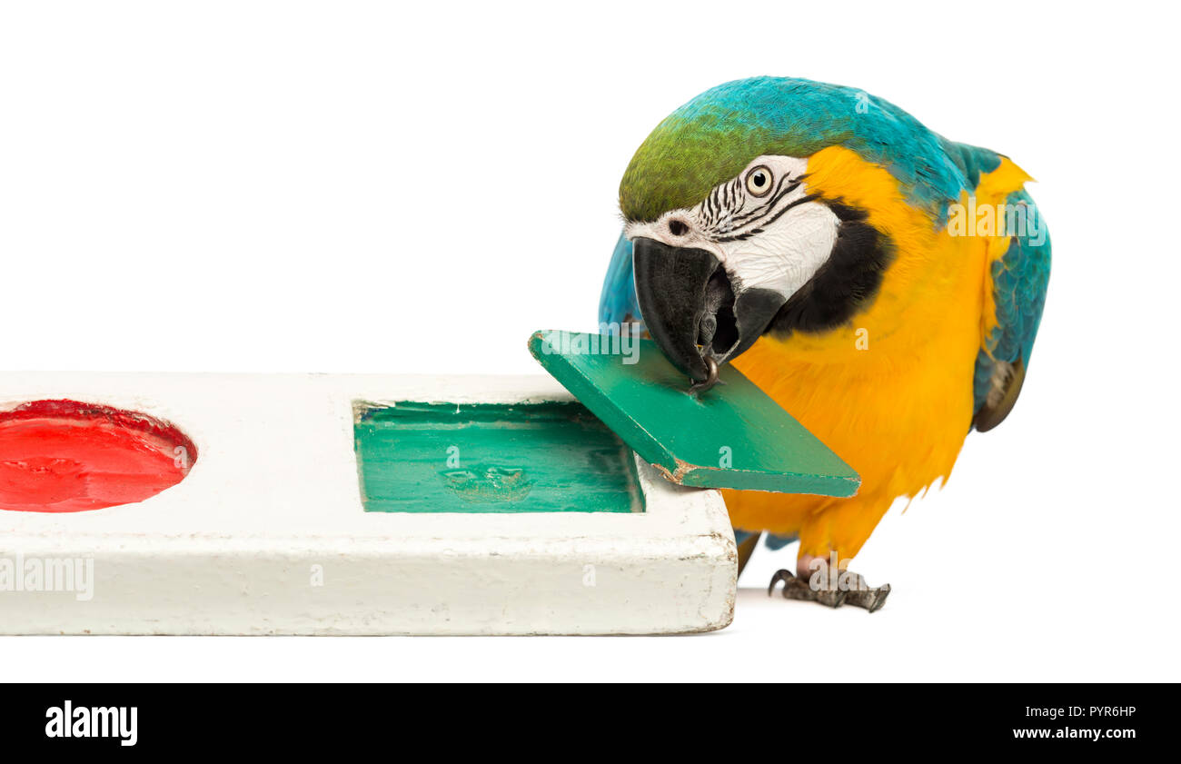 Blue-and-yellow Macaw, Ara ararauna, 30 years old, playing with a puzzle in front of white background Stock Photo