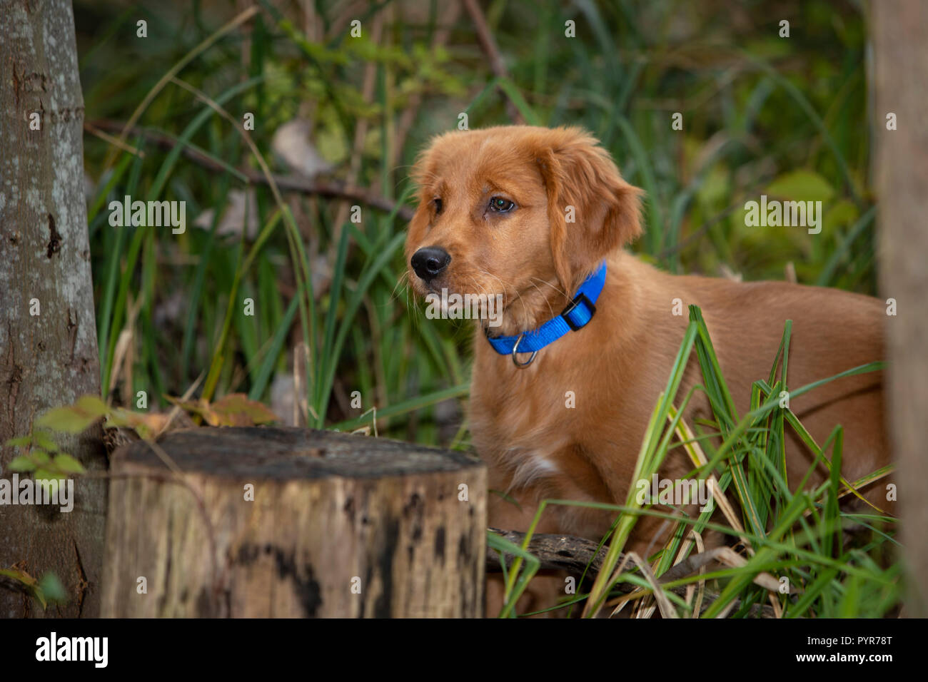 A golden retriever puppy standing in the woods Stock Photo Alamy