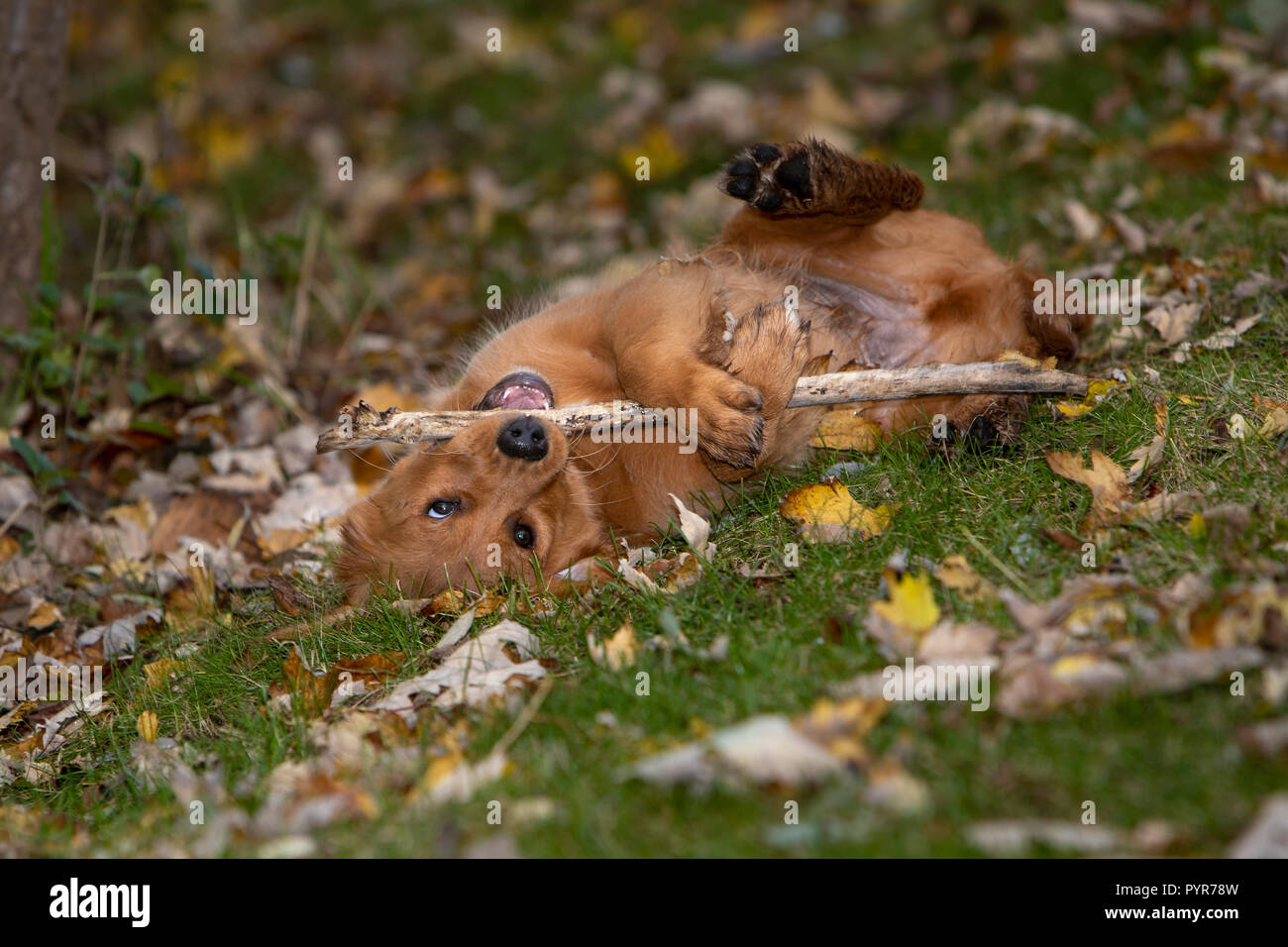 A golden retriever puppy laying on his back while chewing a stick. Stock Photo
