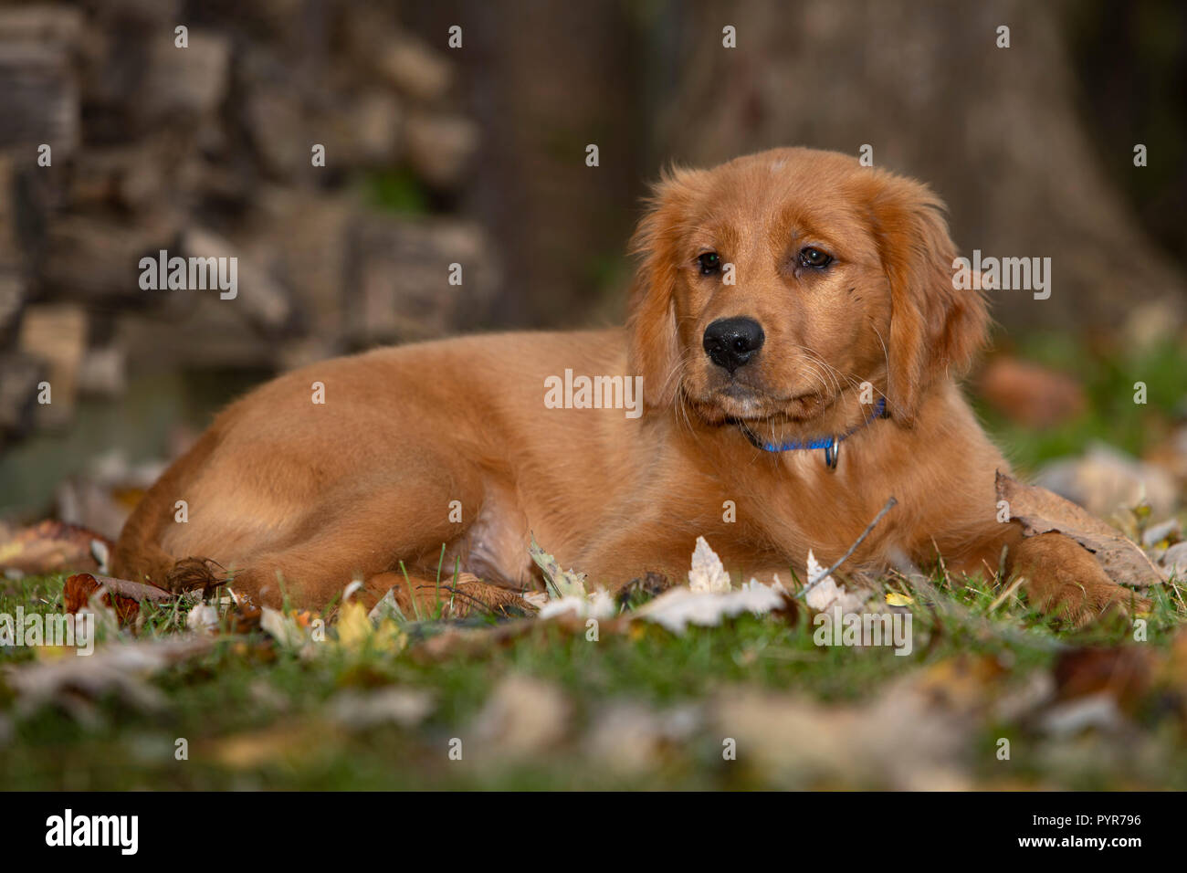 A golden retriever puppy laying in the grass and leaves Stock Photo - Alamy
