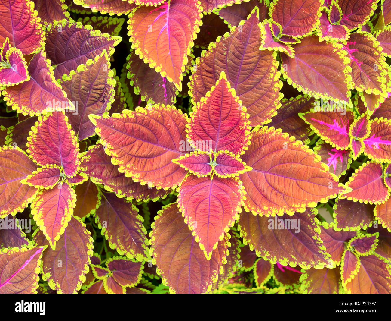 Beautiful christmas flowers, Poinsettias with green and brown leaves for background. top view Stock Photo