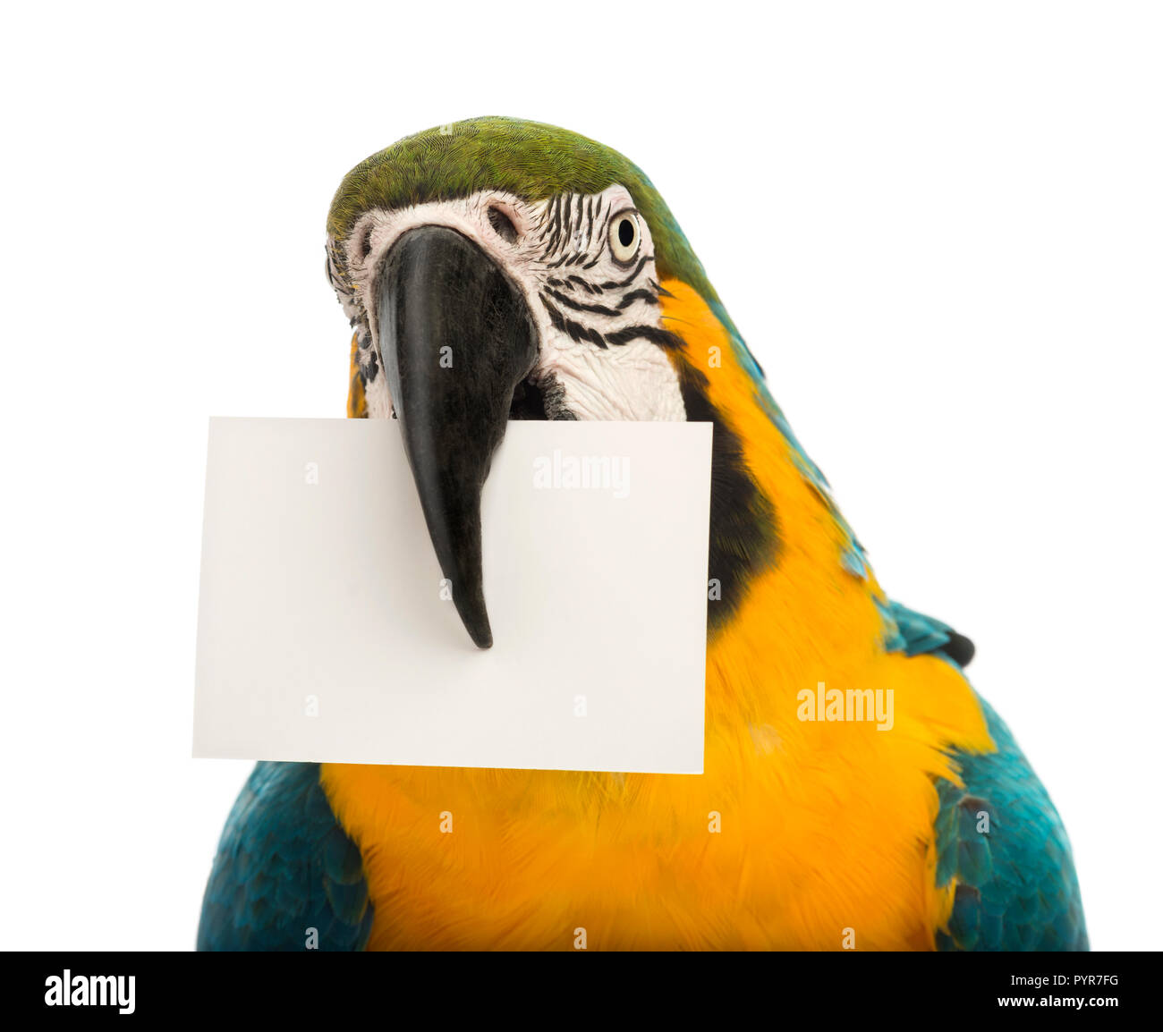 Close-up of a Blue-and-yellow Macaw, Ara ararauna, 30 years old, holding a white card in its beak in front of white background Stock Photo