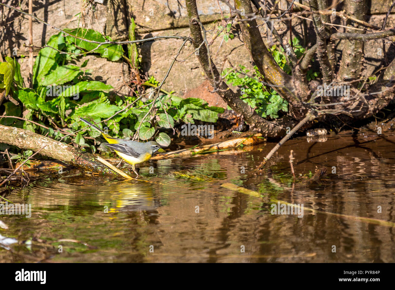 Insect hunting birds hires stock photography and images Alamy