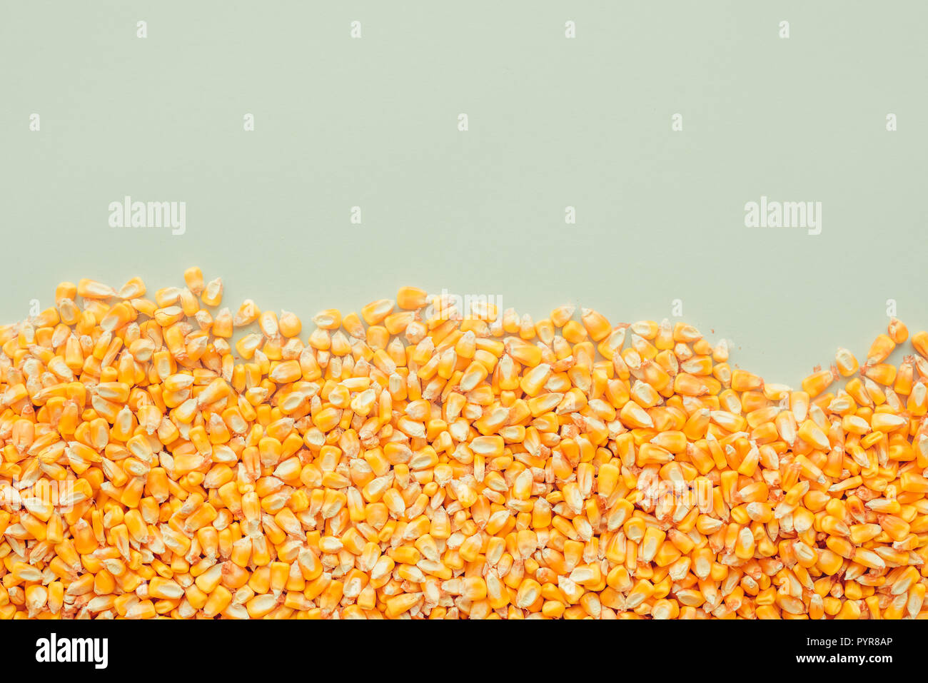 Background of harvested corn kernels with copy space, concept of abundance and great yield after successful harvest Stock Photo