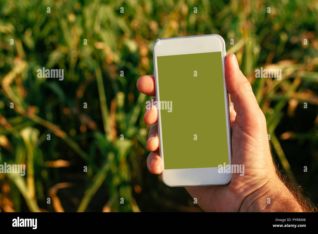 Smart phone agriculture app mock up screen, agronomist holding mobile phone device Stock Photo