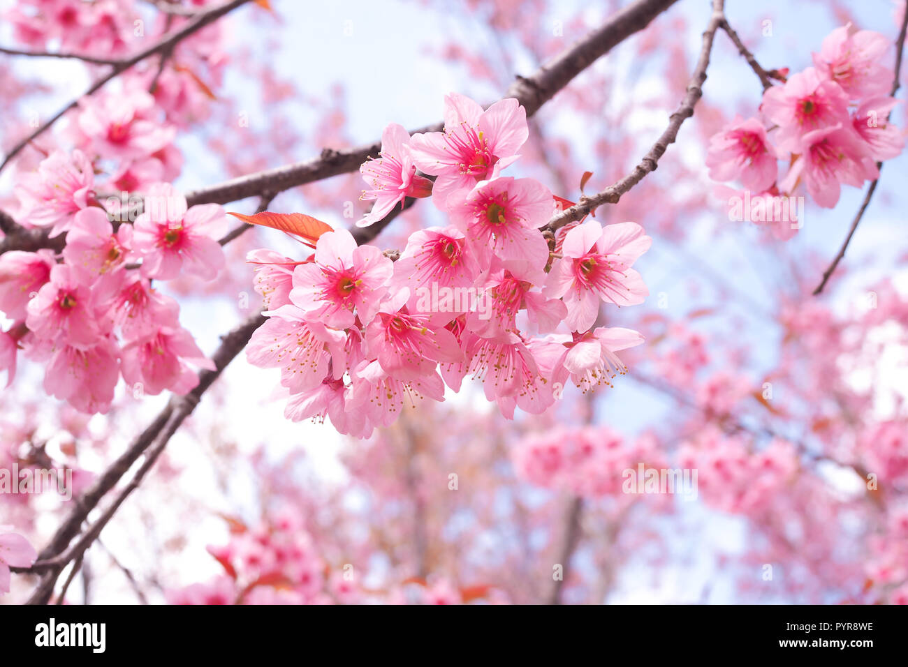 Wild Himalayan Cherry Blossoms in spring season, Prunus cerasoides, Pink Sakura Flower For the background Stock Photo