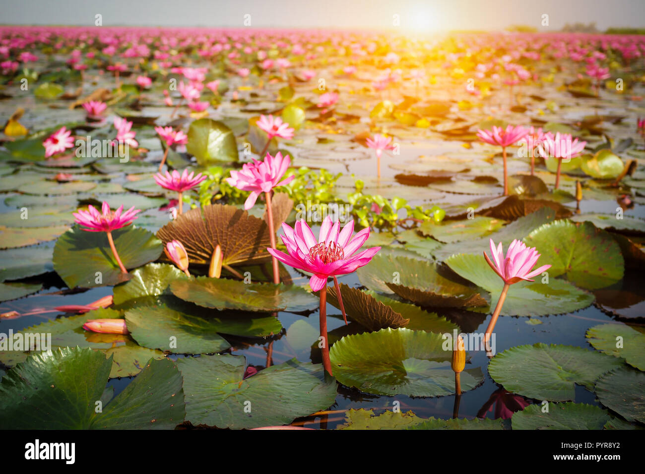 Beautiful pink lotus flower in nature with sunrise Stock Photo - Alamy