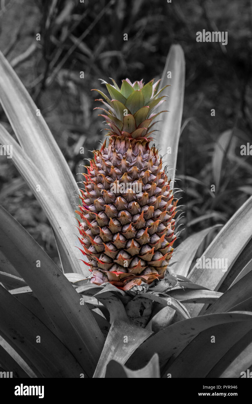 Pineapple growing wild Stock Photo Alamy