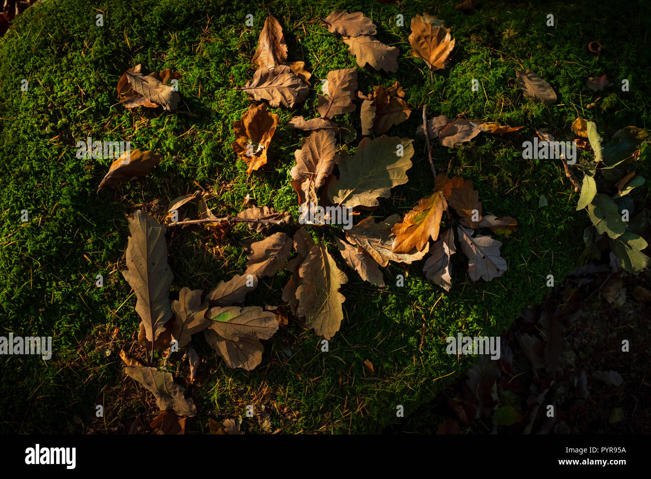Autumn leaves on a mossy forest floor. Stock Photo