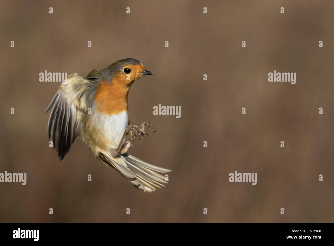 Robin in flight Stock Photo Alamy