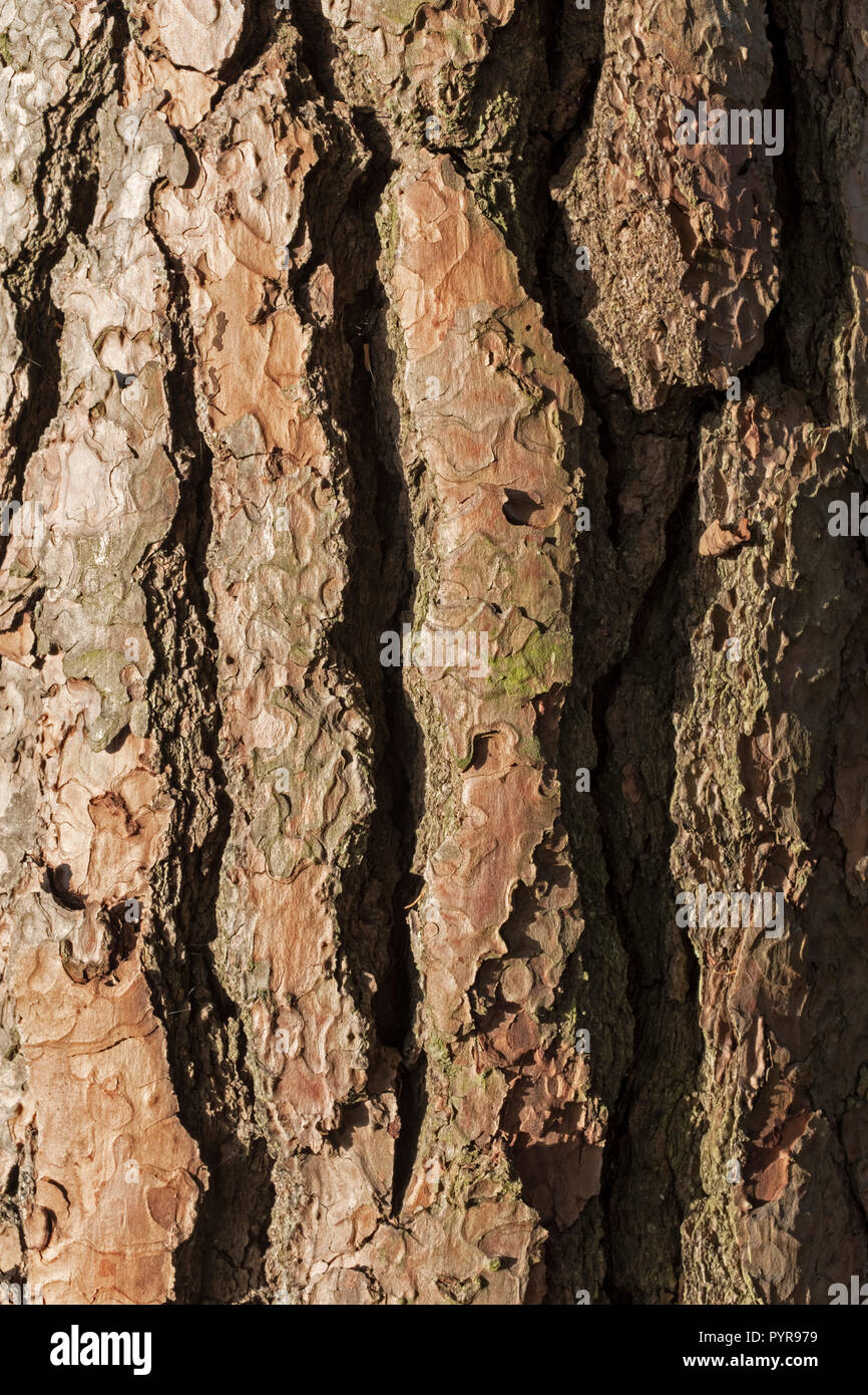 Bark pine tree trunk texture hi-res stock photography and images - Alamy