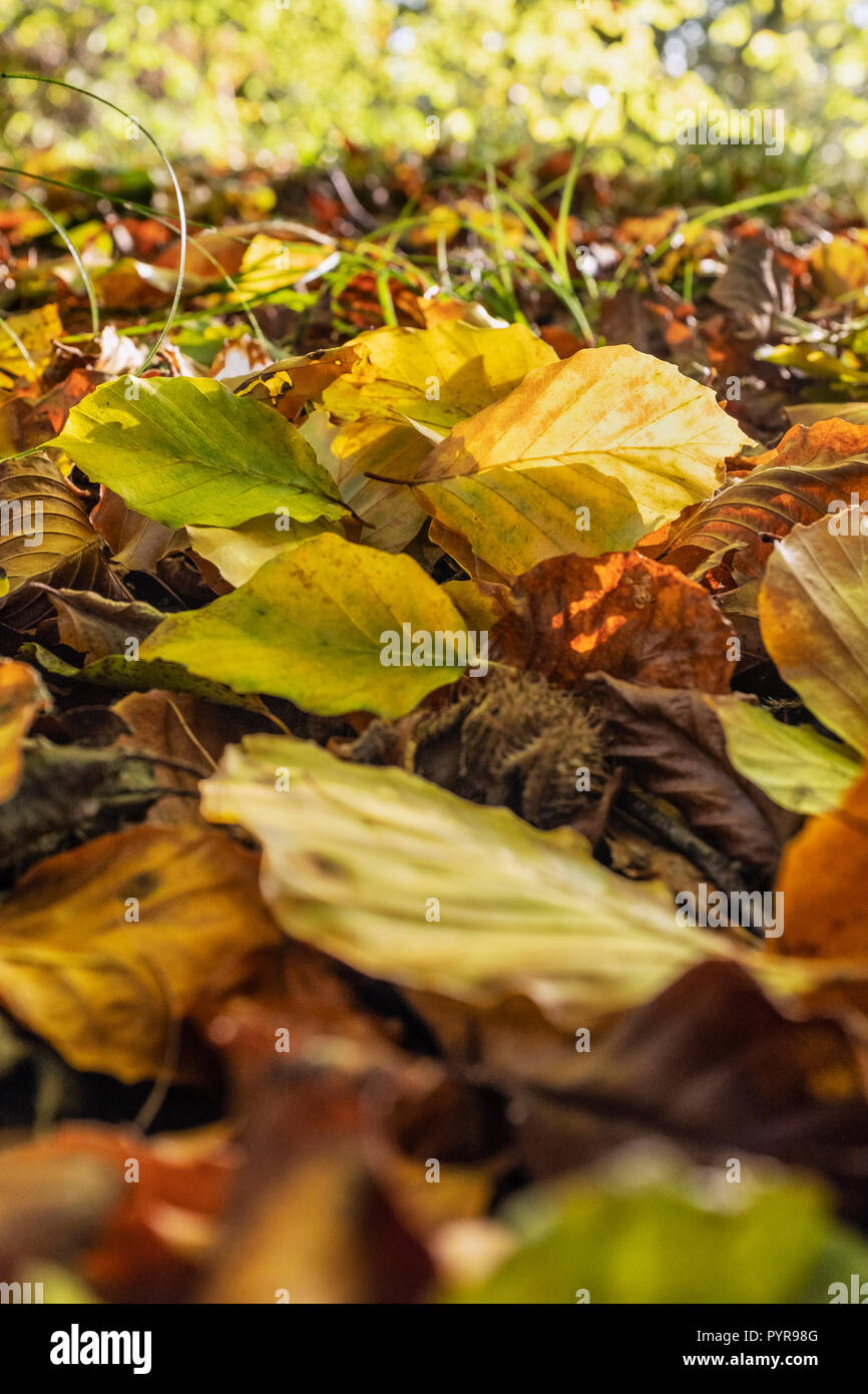 Autumn leaves on the forest floor. Stock Photo