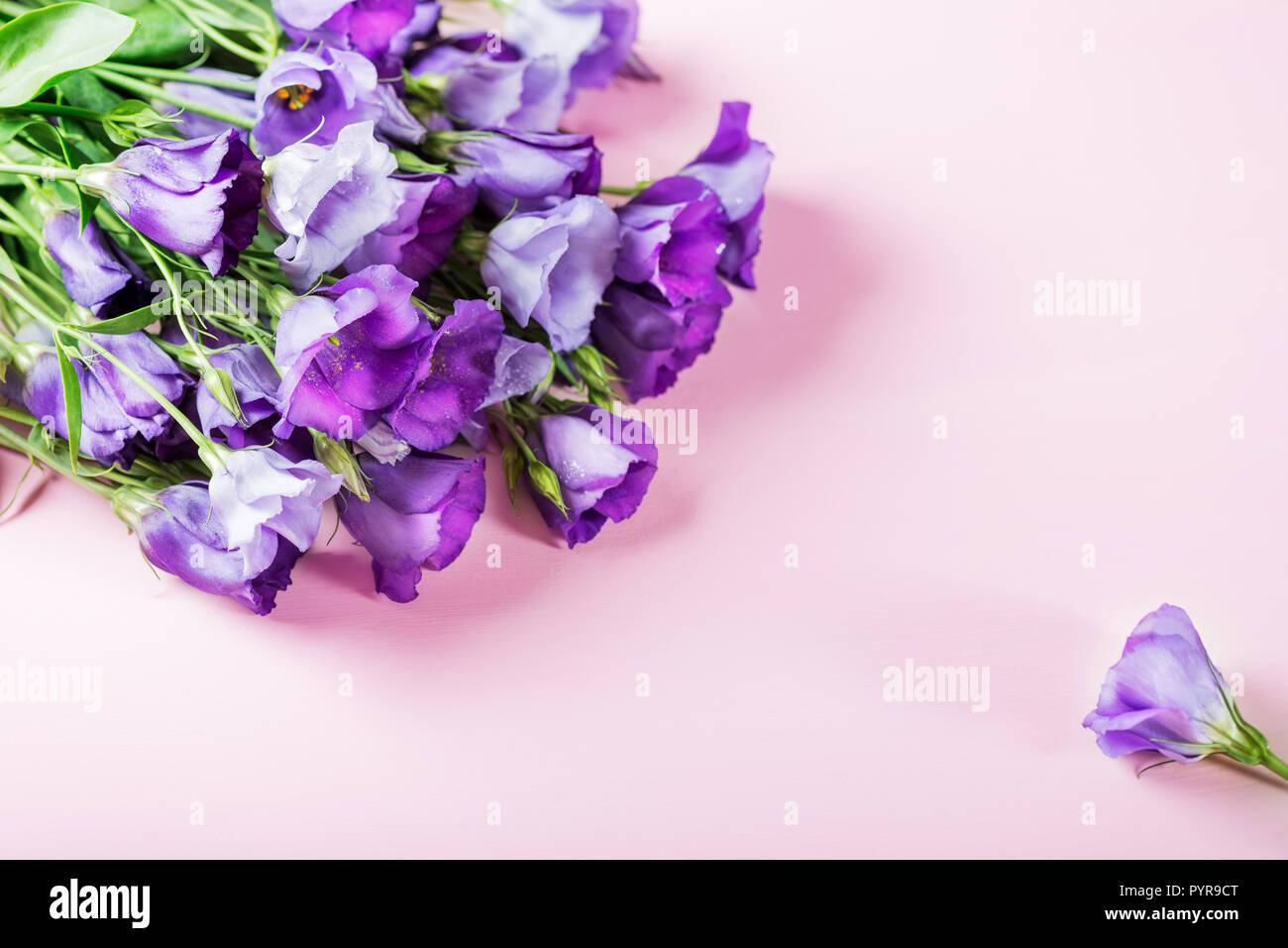 Beautiful Bouquet of Purple Eustoma flowers, Lisianthus, pink background Stock Photo
