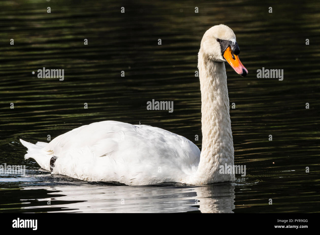 White swan on the lake at The Vyne, Hampshire, UK Stock Photo