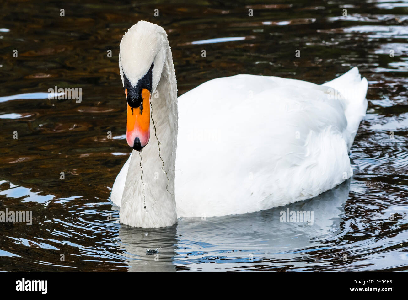 White swan eating weeds on the lake at The Vyne, Hampshire, UK Stock Photo