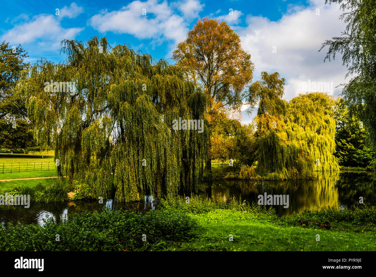 Autumn Willow Trees By The Lake At The Vyne Hampshire Uk Stock Photo Alamy