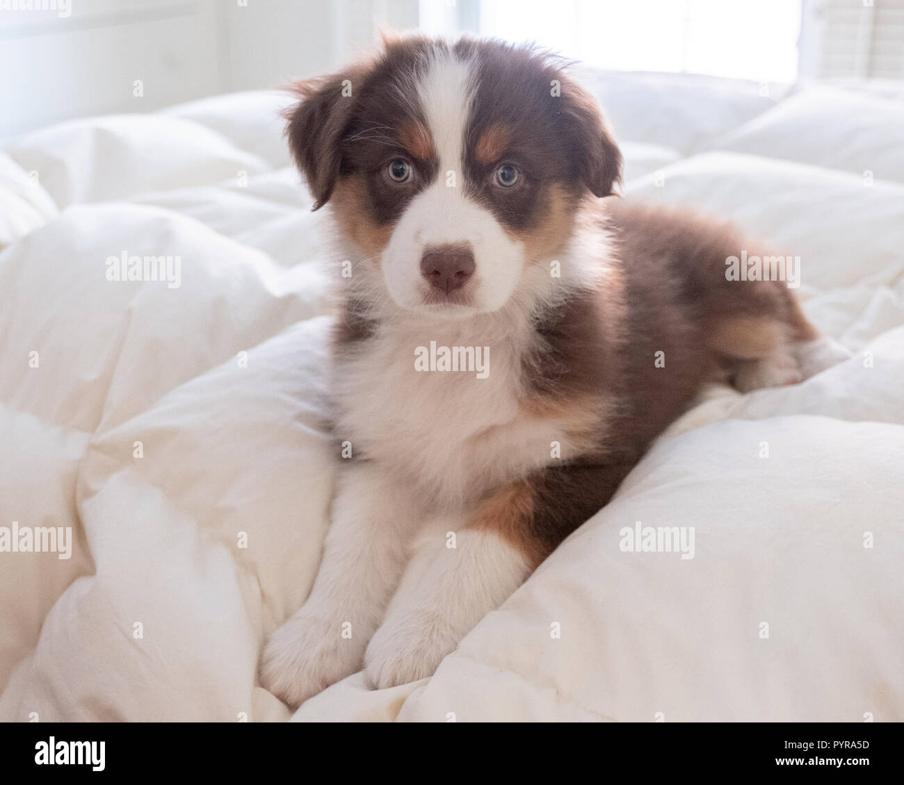 A 10 week old Australian Shepherd puppy sitting on a bed Stock Photo