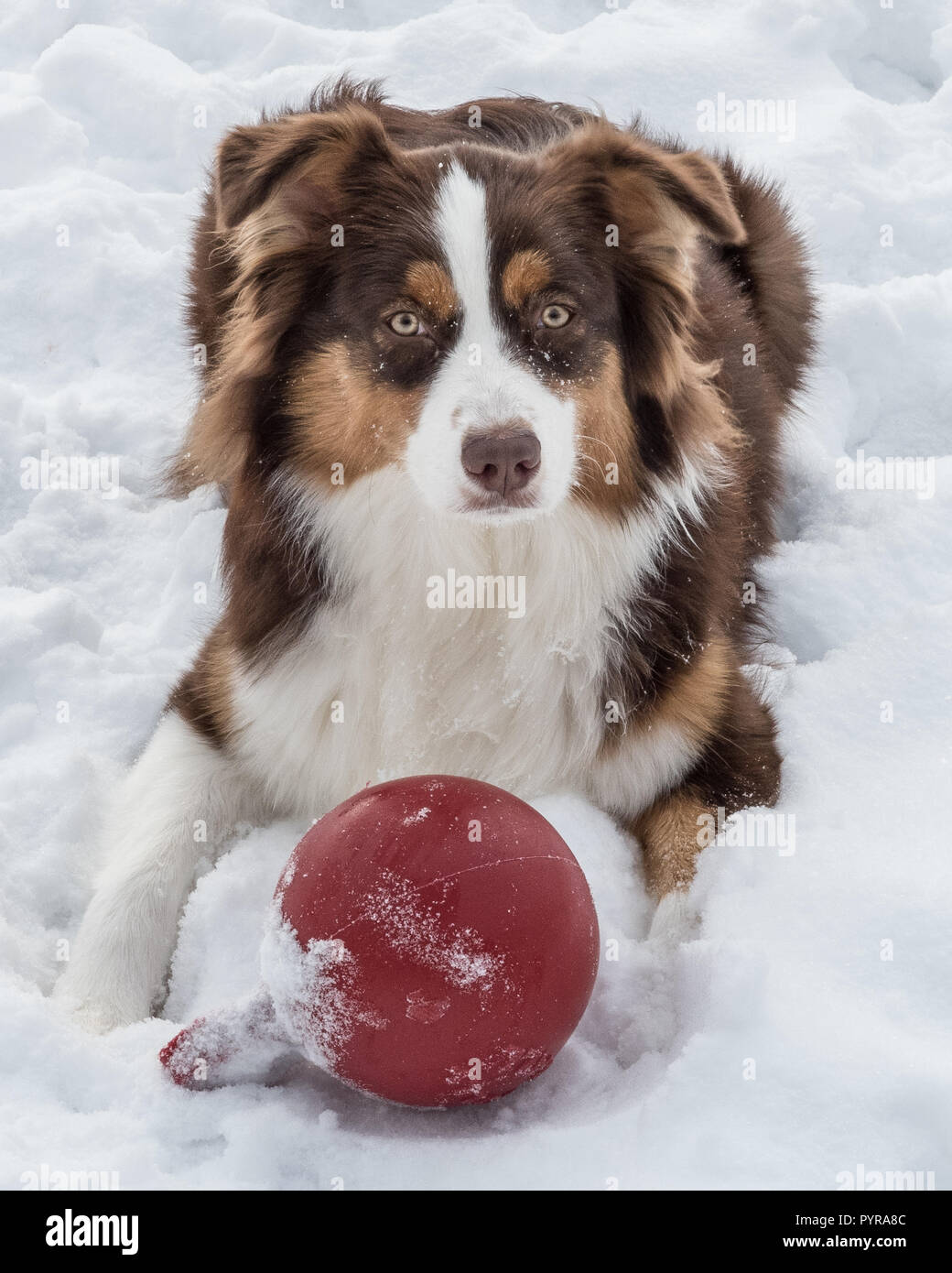 An Australian Shepherd playing with a red ball in the snow Stock Photo