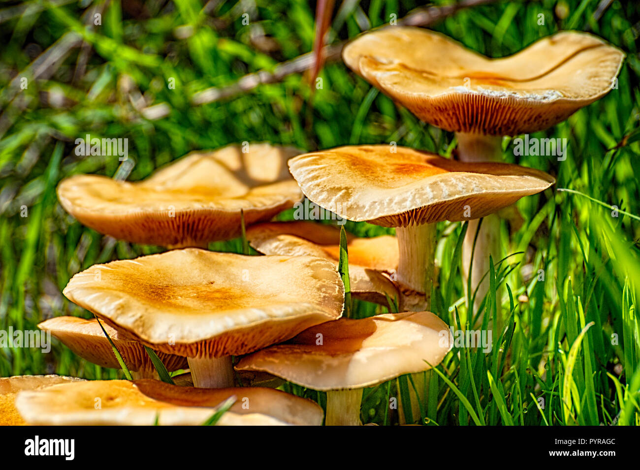 A layer of spring mushroom growing amongst the grass. Stock Photo