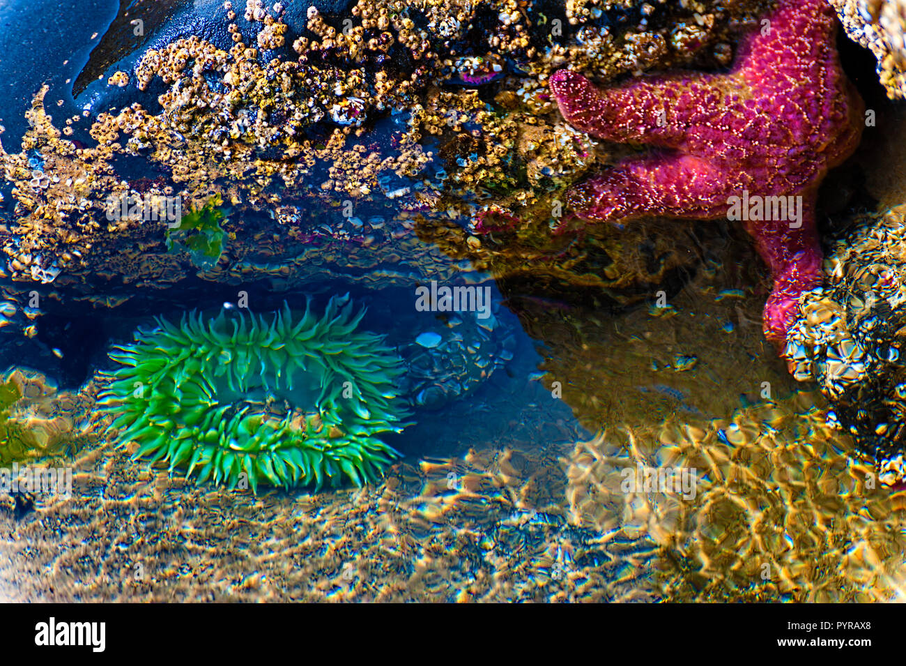 Anthopleura Anemone's  and a Star fish in a Tide Pool on the Oregon Coast. Stock Photo