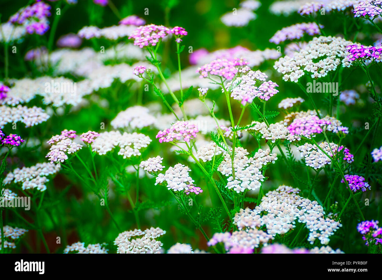 Delicate clusters of colorful flowers hi-res stock photography and ...
