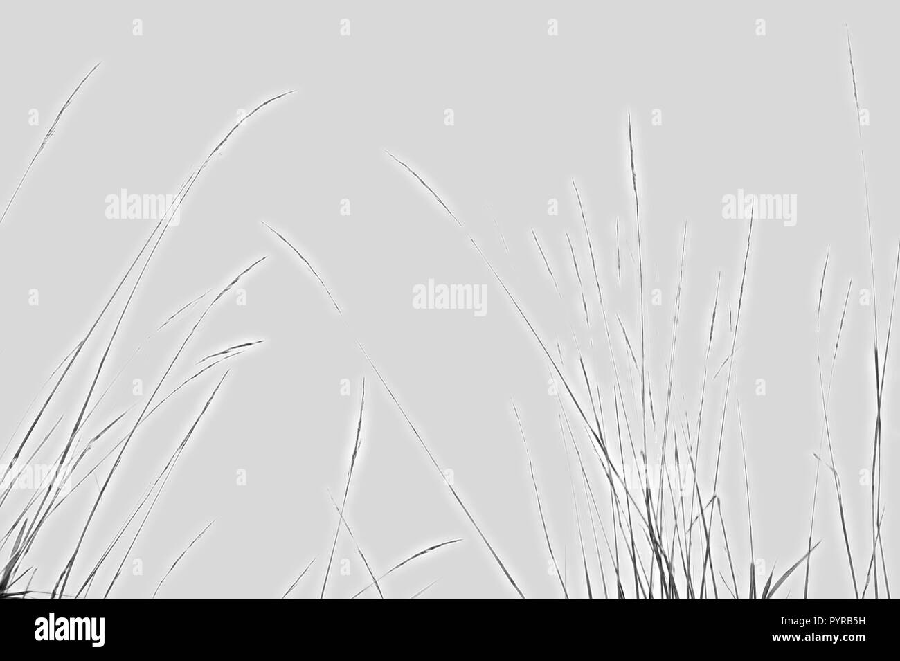 A enhanced high key black and white image of wild grass for a artsy delicate image. Stock Photo