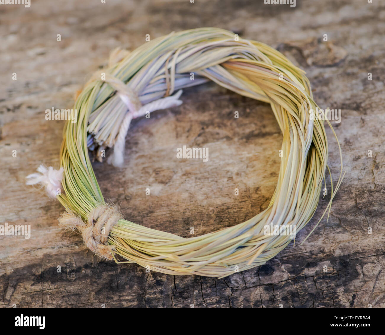Wildcrafted dried Sweetgrass (Hierochloe odorata) wrapped in organic cotton string. On tree bark in forest preserve. Smudging ritual. Stock Photo