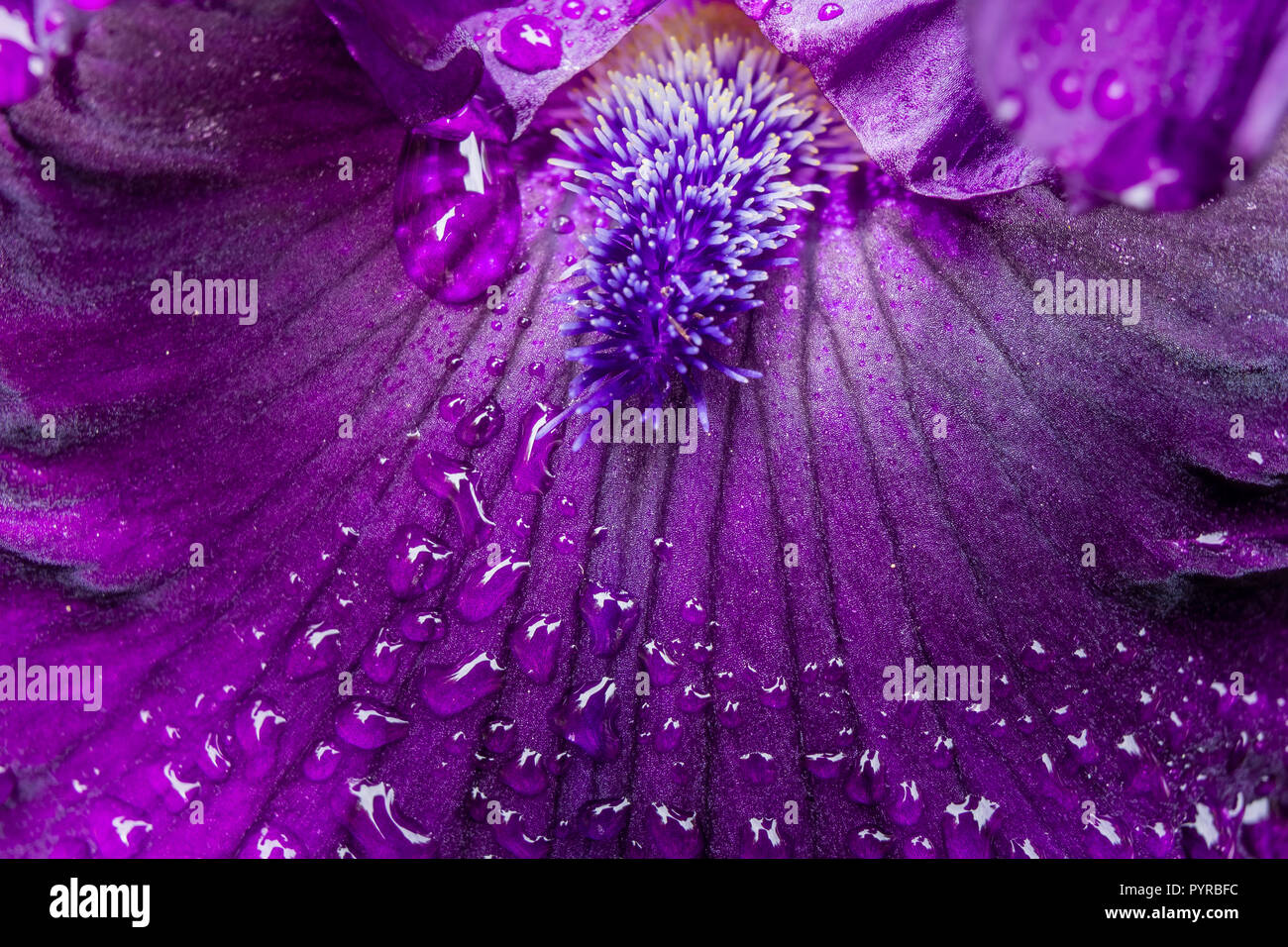Beautiful close-up of a black iris, Iris chrysographes, bearded sepal with droplets. Stock Photo